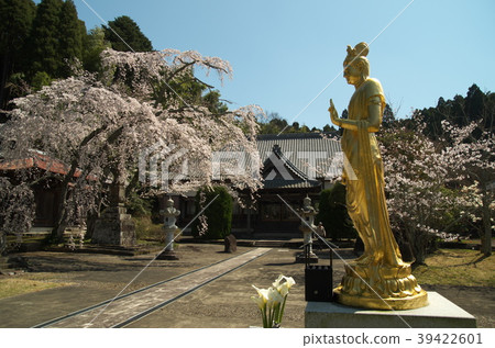 Cherry Blossoms Cherry Blossoms 39422601