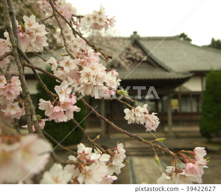 Cherry Blossoms   39422627