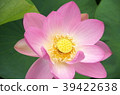 一朵蓮花 39422638