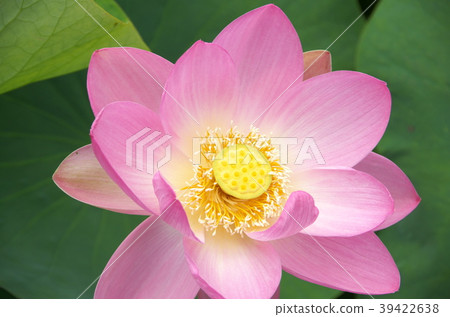 一朵蓮花 一朵蓮花 39422638