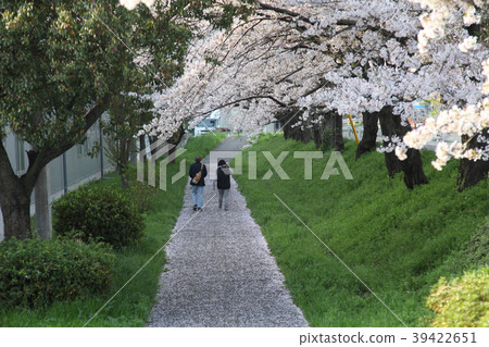 櫻花 櫻花 39422651