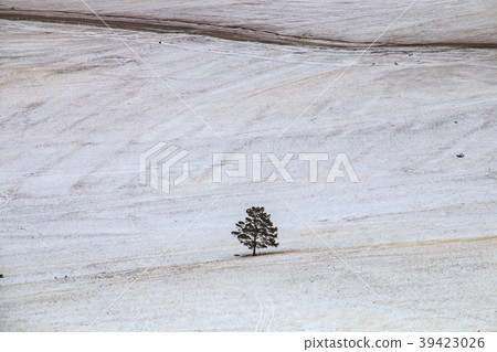 Lonely tree 39423026