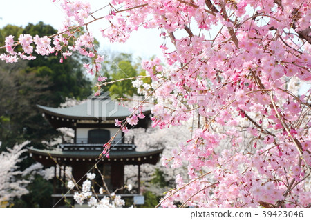 The cherry blossoms of Kanshu-ji 39423046
