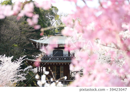 Cherry blossoms at the Bunkyo Cherry blossoms at the Bunkyo 39423047