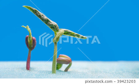 sprout of vegetables for preparing sprout of vegetables for preparing 39423203