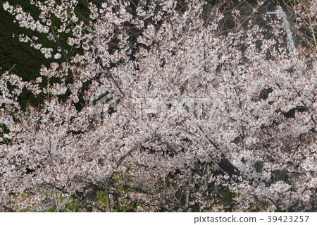 Cherry Blossoms   39423257