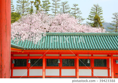 Heavenly Jingu branch cherry blossoms Heavenly Jingu branch cherry blossoms 39423388