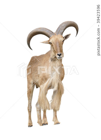 barbary sheep isolated on white background 39423596