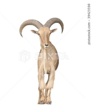 barbary sheep isolated on white background 39423598