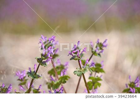 Hotokenosa (Buddha's seat) 39423664