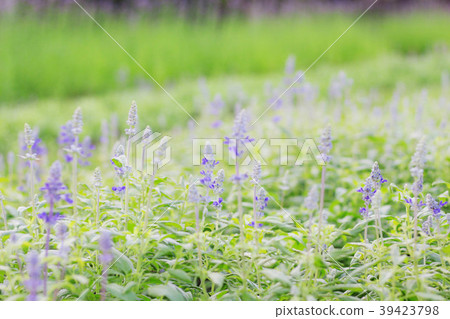 Purple basil on planted. Purple basil on planted. 39423798