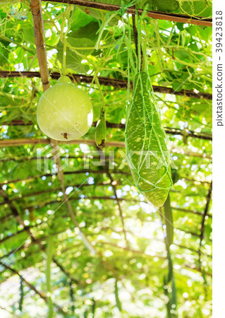 vegetable in garden. 39423818