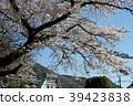 Hakone Yumoto Sakura 39423838