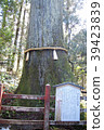 Hakone Shrine Yasuniga cedar 39423839