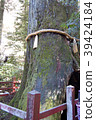 Hakone Shrine Yasuniga cedar 39424184