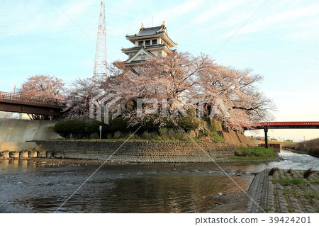One night castle in spring. 14 (Ogaki-shi, Gifu prefecture) 39424201