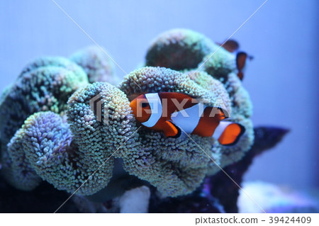 Clownfish and Hatago Sea Anemone 39424409