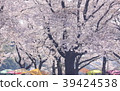 Cherry-blossom viewing 39424538