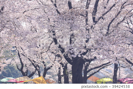 Cherry-blossom viewing Cherry-blossom viewing 39424538