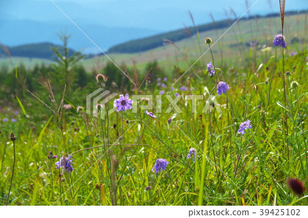 Evening primrose Evening primrose 39425102