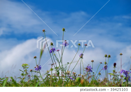 Evening primrose 39425103