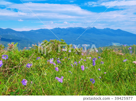 Evening primrose 39425977