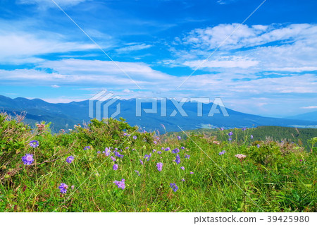 Evening primrose Evening primrose 39425980