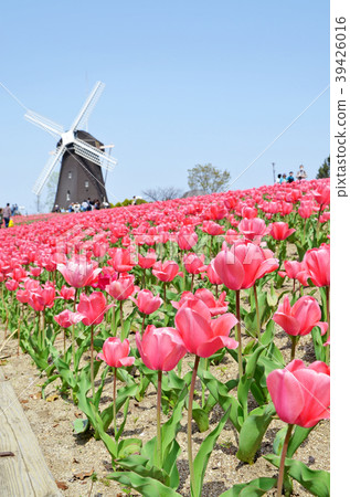 Scenery of tulip field Scenery of tulip field 39426016