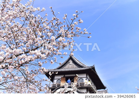Cherry blossoms and Inuyama castle 39426065