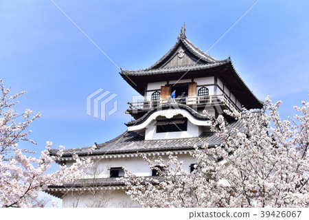 Cherry blossoms and Inuyama castle 39426067