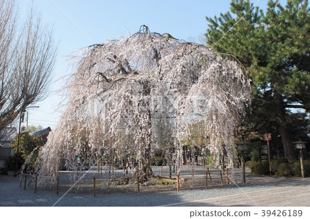 Kyoto Senbon Shakado Okame cherry tree 39426189