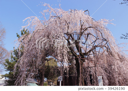 Kyoto Senbon Shakado Okame cherry tree Kyoto Senbon Shakado Okame cherry tree 39426190