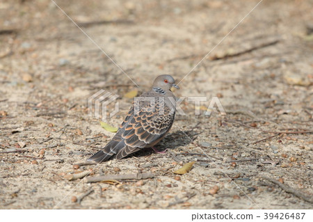 Turtledove  39426487