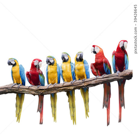 macaw bird isolated white macaw bird isolated white 39426645