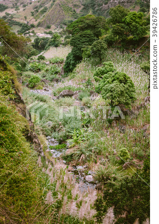 Stunning view of canyon edge overgrown with 39426786