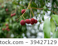 Lychee fruits of Thailand on the trees. 39427129