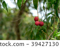 Three lychees on tree 39427130