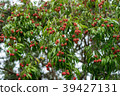Lychee fruits of Thailand on the trees. 39427131