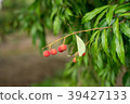 Lychee fruits of Thailand on the trees. 39427133