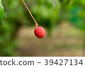single lychee on tree 39427134