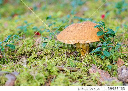 Xerocomus growing on forest 39427463