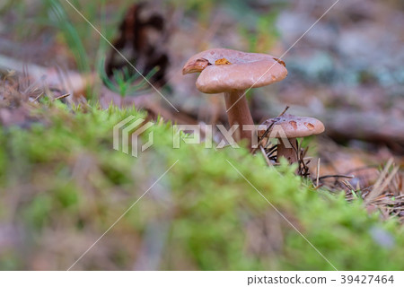 Lactarius rufus growing on forest 39427464