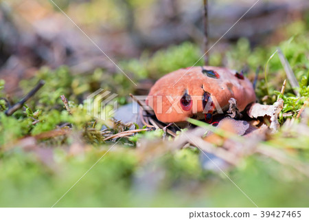 Hydnellum peckii - mushroom in mossy forest 39427465
