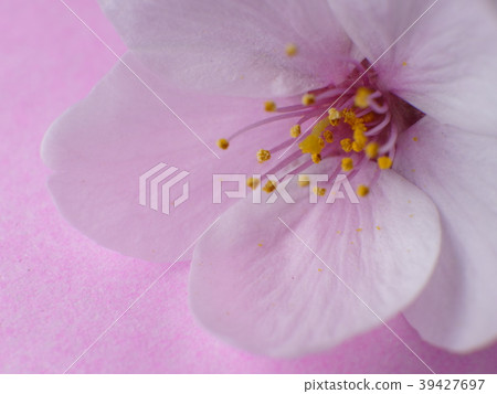 櫻桃宏觀攝影 39427697