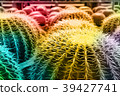 cactus colorful pattern 39427741