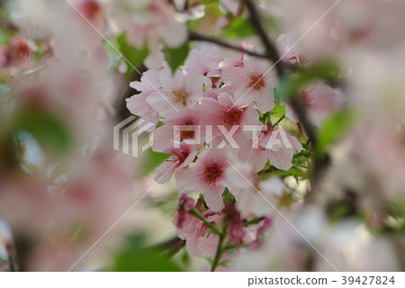 櫻花 櫻花 39427824