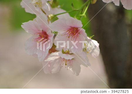 櫻花 39427825