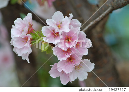 櫻花 39427837