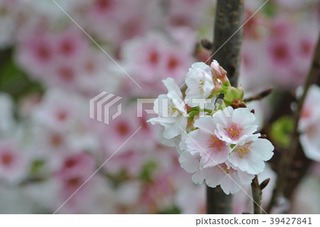櫻花 39427841