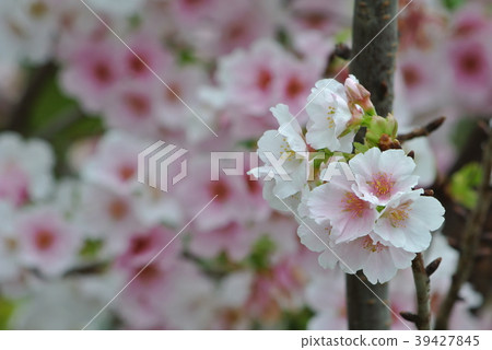 櫻花 櫻花 39427845